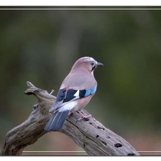 Eurasian Jay: Animal in habitat Backyard in the NatureSpots App