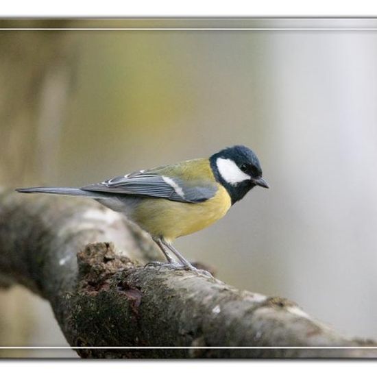 Kohlmeise: Tier im Habitat Hinterhof in der NatureSpots App