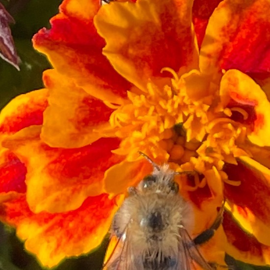 Ackerhummel: Tier im Habitat Garten in der NatureSpots App