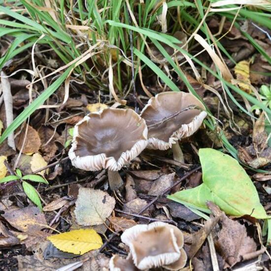 Eine unbekannte Art: Pilz im Habitat Grasland und Büsche in der NatureSpots App