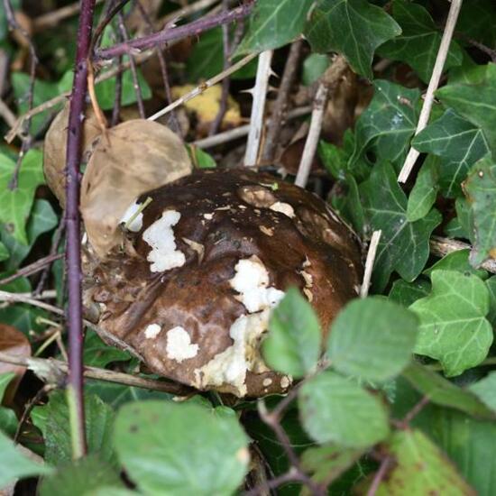 Leccinum scabrum: Mushroom in habitat Grassland in the NatureSpots App