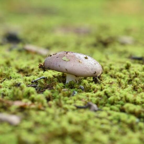 Unknown species: Mushroom in habitat Grassland in the NatureSpots App