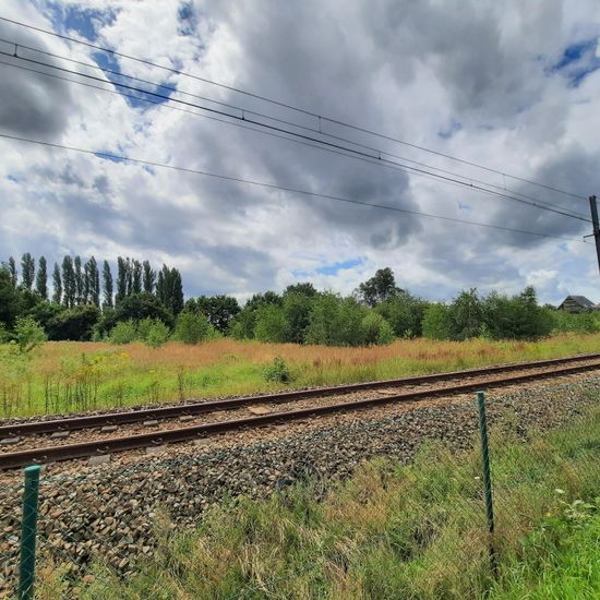 Landschaft: Grasland und Büsche im Habitat Naturnahe Wiese in der NatureSpots App