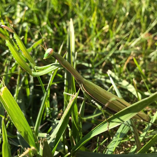 Europäische Gottesanbeterin: Tier im Habitat Garten in der NatureSpots App