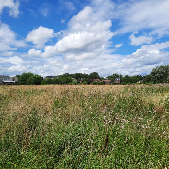 Landschaft: Grasland und Büsche im Habitat Naturnahe Wiese in der NatureSpots App