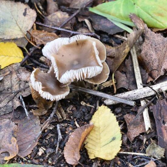 Unknown species: Mushroom in habitat Grassland in the NatureSpots App