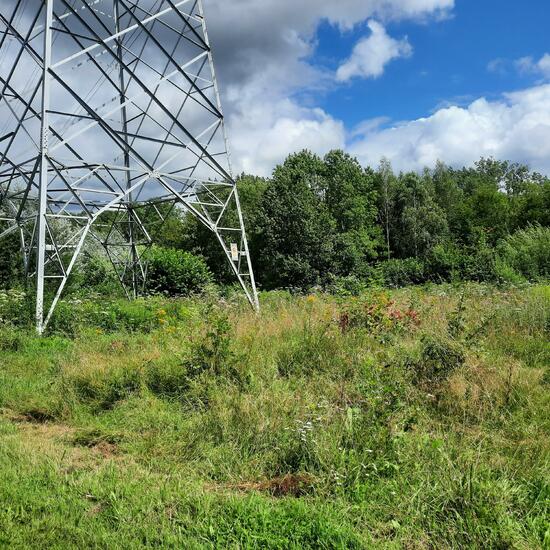 Landschaft: Grasland und Büsche im Habitat Naturnahe Wiese in der NatureSpots App