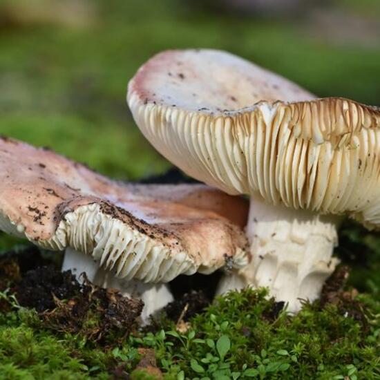 Rosa Rettich-Helmling: Pilz im Habitat Grasland und Büsche in der NatureSpots App