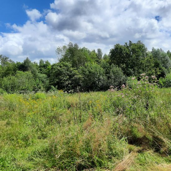 Landschaft: Grasland und Büsche im Habitat Naturnahe Wiese in der NatureSpots App