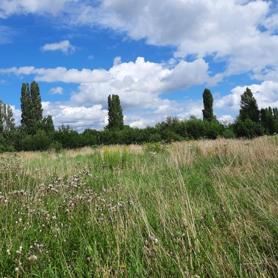 Landschaft: Grasland und Büsche im Habitat Naturnahe Wiese in der NatureSpots App