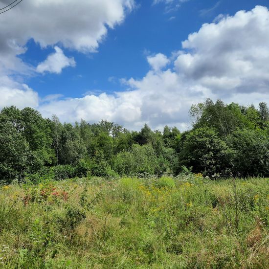 Landschaft: Grasland und Büsche im Habitat Naturnahe Wiese in der NatureSpots App