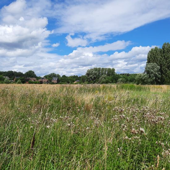 Landscape: Grassland and Shrub in habitat Natural Meadow in the NatureSpots App