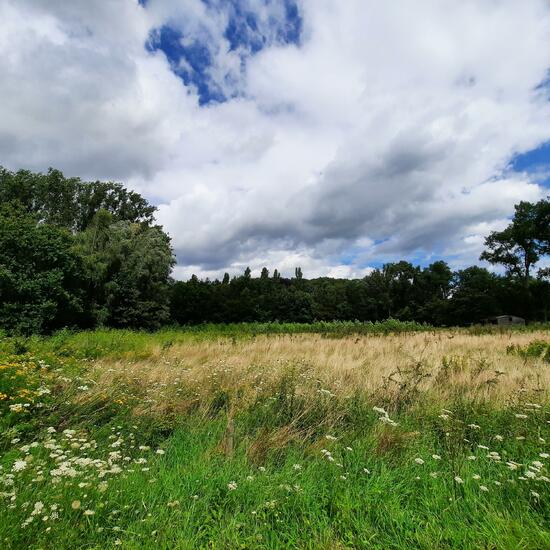 Landschaft: Grasland und Büsche im Habitat Halb-natürliches Grasland in der NatureSpots App