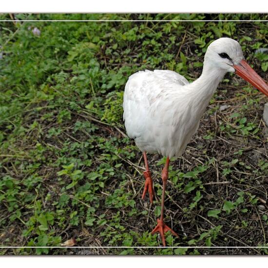 White stork: Animal in habitat Zoo in the NatureSpots App