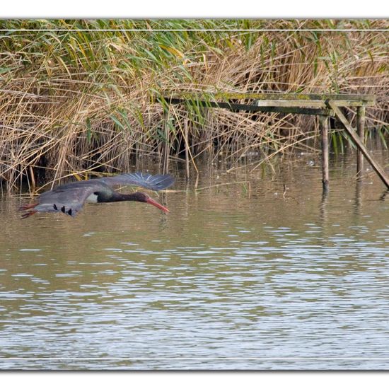 Schwarzstorch: Tier im Habitat Teich in der NatureSpots App