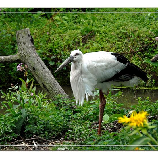 Schwarzschnabelstorch: Tier im Habitat Zoo/Gehege in der NatureSpots App