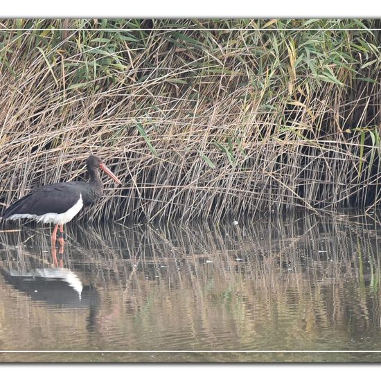 Black Stork: Animal in habitat Pond in the NatureSpots App