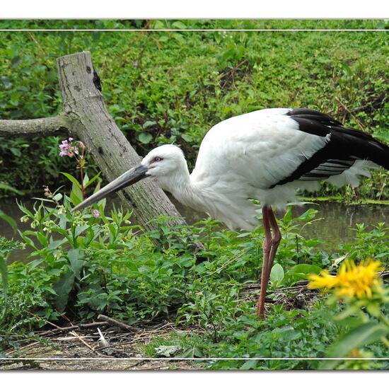 Schwarzschnabelstorch: Tier im Habitat Zoo/Gehege in der NatureSpots App