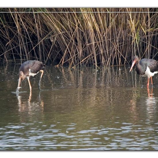 Black Stork: Animal in habitat Pond in the NatureSpots App