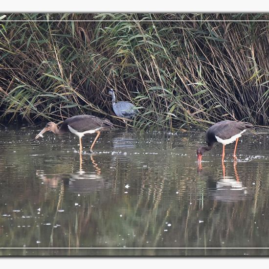 Schwarzstorch: Tier im Habitat Teich in der NatureSpots App