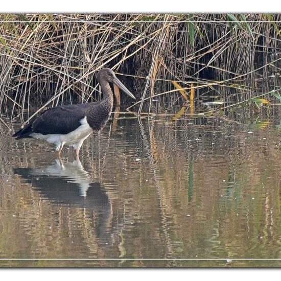 Schwarzstorch: Tier im Habitat Teich in der NatureSpots App