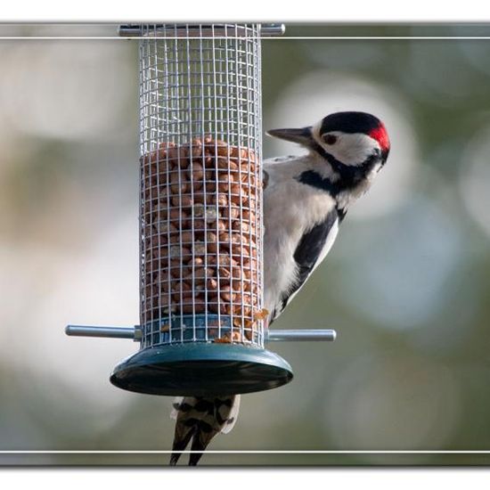 Great Spotted Woodpecker: Animal in habitat Backyard in the NatureSpots App