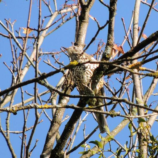 Mistle Thrush: Animal in nature in the NatureSpots App