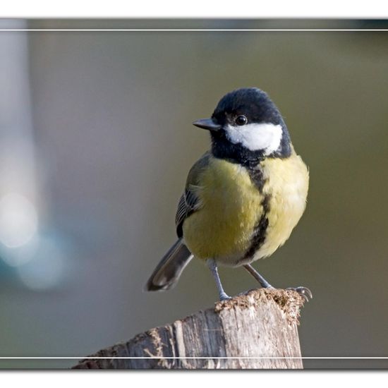 Great Tit: Animal in habitat Backyard in the NatureSpots App