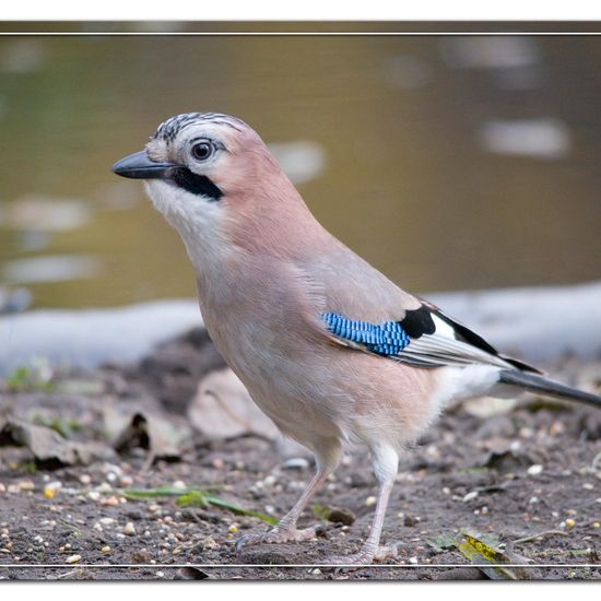 Eurasian Jay: Animal in habitat Backyard in the NatureSpots App