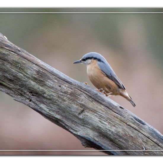 Kleiber: Tier im Habitat Hinterhof in der NatureSpots App