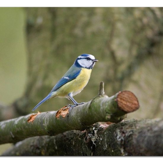 Blaumeise: Tier im Habitat Hinterhof in der NatureSpots App