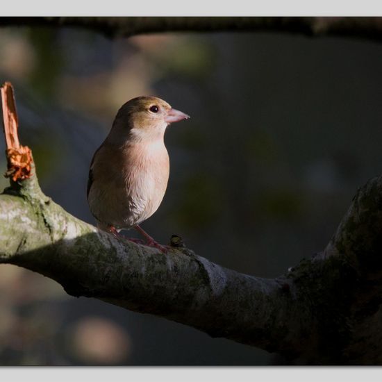 Buchfink: Tier im Habitat Hinterhof in der NatureSpots App