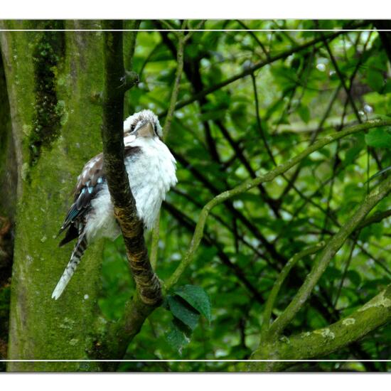 Blue-winged Kookaburra: Animal in habitat Zoo in the NatureSpots App