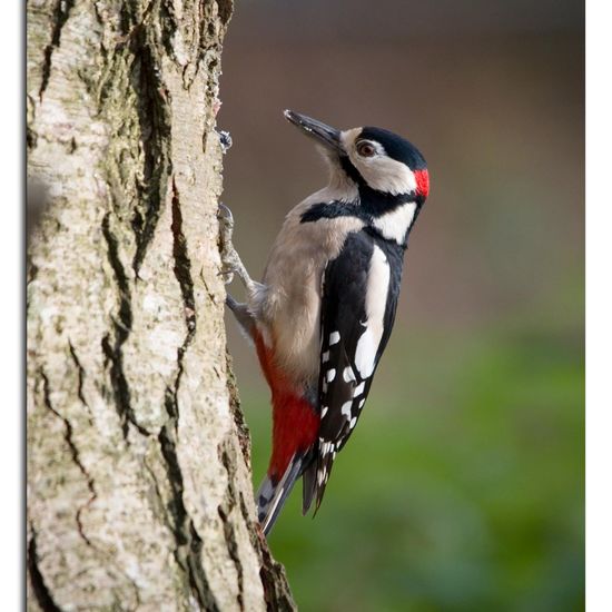 Great Spotted Woodpecker: Animal in habitat Backyard in the NatureSpots App