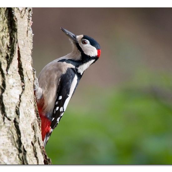 Great Spotted Woodpecker: Animal in habitat Backyard in the NatureSpots App