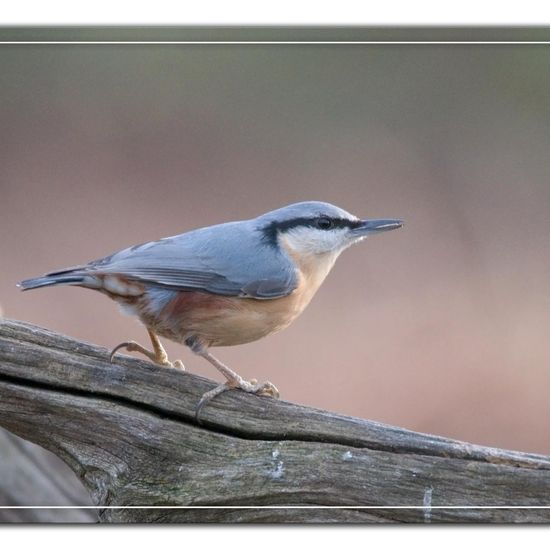 Kleiber: Tier im Habitat Hinterhof in der NatureSpots App