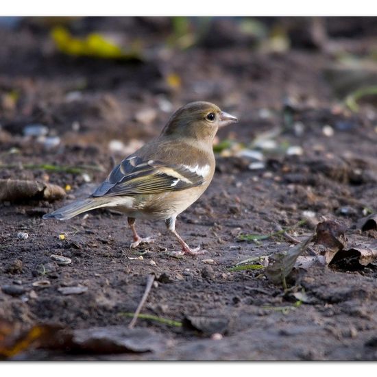 Buchfink: Tier im Habitat Hinterhof in der NatureSpots App