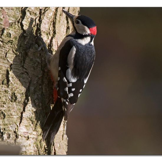 Great Spotted Woodpecker: Animal in habitat Backyard in the NatureSpots App