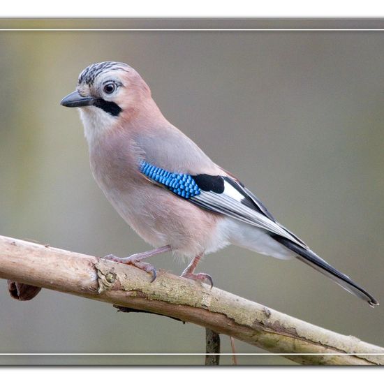 Eurasian Jay: Animal in habitat Backyard in the NatureSpots App