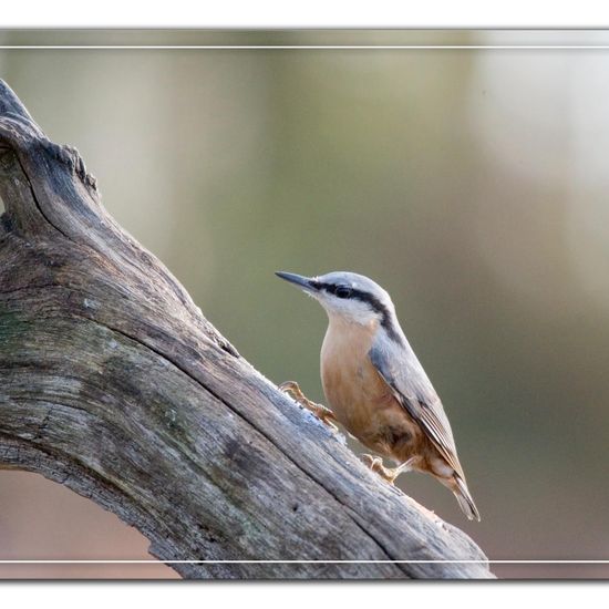 Kleiber: Tier im Habitat Hinterhof in der NatureSpots App