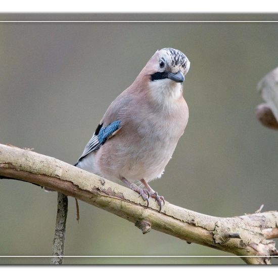 Eurasian Jay: Animal in habitat Backyard in the NatureSpots App