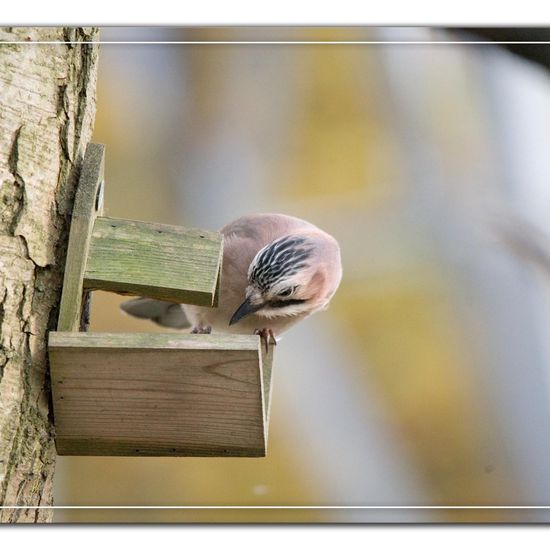 Eurasian Jay: Animal in habitat Backyard in the NatureSpots App