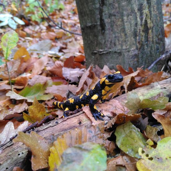 Feuersalamander: Tier im Habitat Wald der gemäßigten Breiten in der NatureSpots App