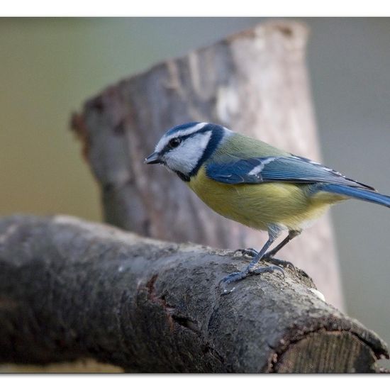 Cyanistes caeruleus: Animal in habitat Backyard in the NatureSpots App