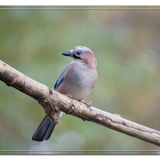 Eichelhäher: Tier im Habitat Hinterhof in der NatureSpots App