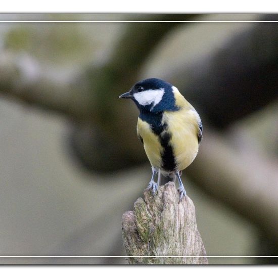 Kohlmeise: Tier im Habitat Hinterhof in der NatureSpots App