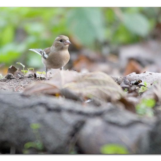 Buchfink: Tier im Habitat Hinterhof in der NatureSpots App