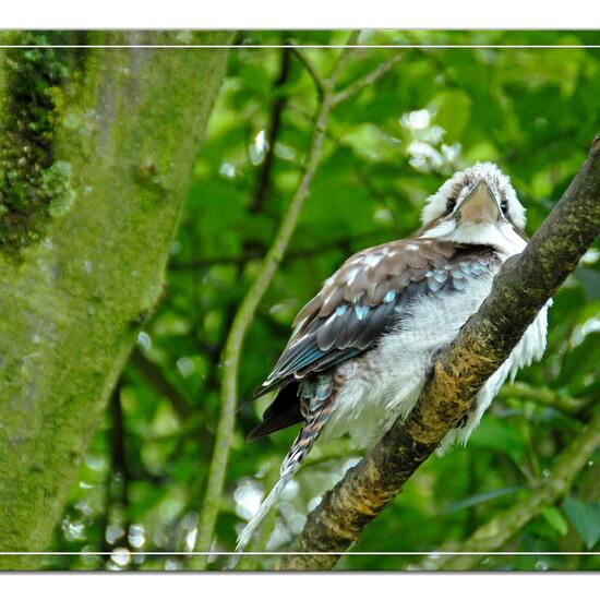 Haubenliest: Tier im Habitat Zoo/Gehege in der NatureSpots App