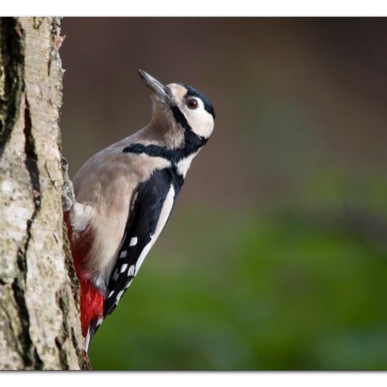 Great Spotted Woodpecker: Animal in habitat Backyard in the NatureSpots App