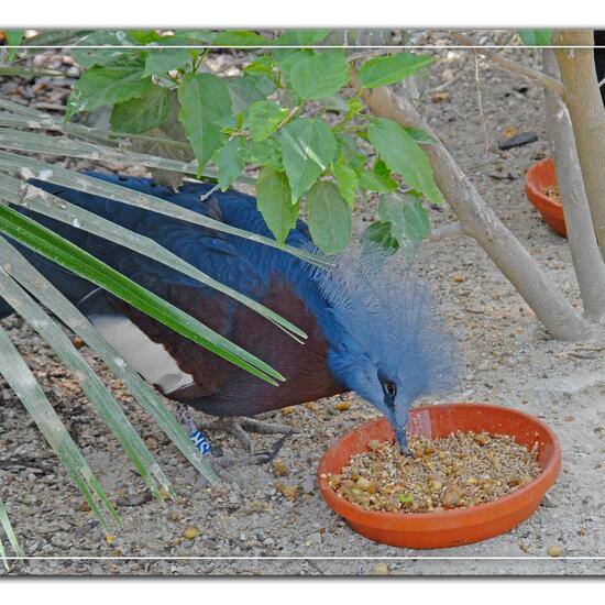 Weißstorch: Tier im Habitat Zoo/Gehege in der NatureSpots App